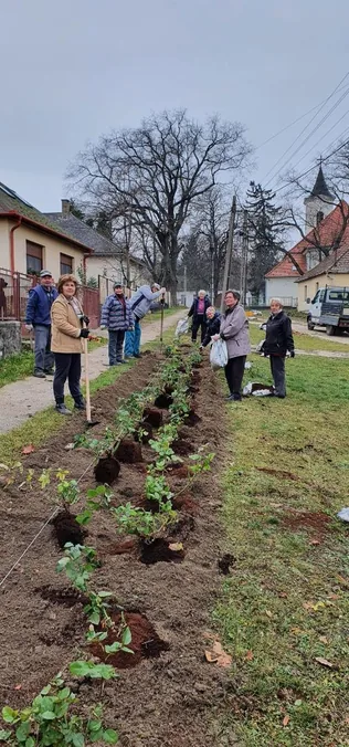 Felajánlásként érkezett rózsatövek borítóképe